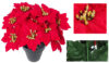 Ponsetia roja 12 flores mac. Plast. Negra-Ø14x30cm - Imagen 2